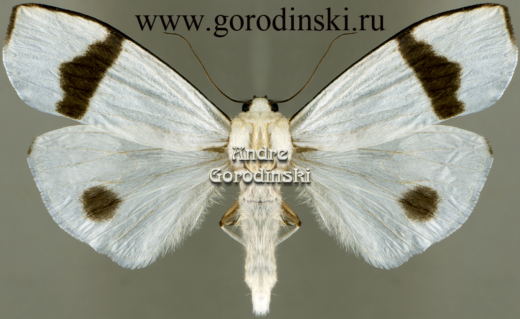 http://www.gorodinski.ru/arctiidae/Vamuna ramelana.jpg